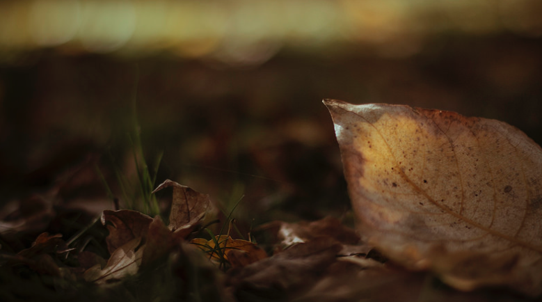 Brian's Autumn Photo